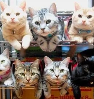 Cat Facial Recognition